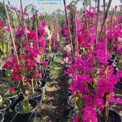 تنسق حدائق - لاندسكيب - لاند سكيب - تشجير - تنسيق حدائق منزلية - تنسيق حدائق فلل - شركات تنسيق حدائق - اعمال لاندسكيب - لاندسكيب حدائق - شركة النجيب لتنسيق الحدائق