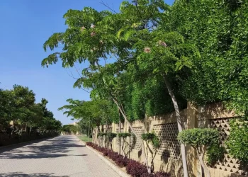 لاندسكيب تنسيق حدائق - تنسيق حدائق - لاندسكيب - لاندسكيب - توريد شتلات - توريد اشجار - تنسيق حدائق لاندسكيب